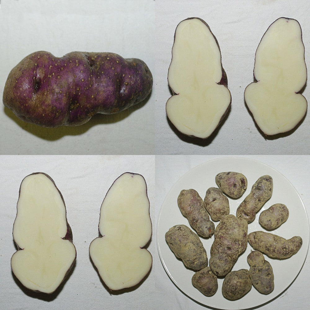 Aardappel ‘Blaue Bristen’