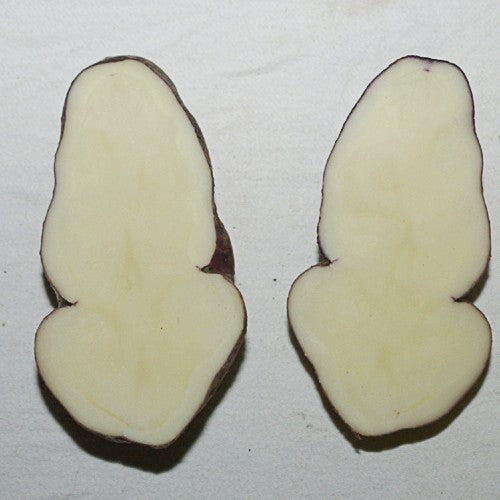 Aardappel ‘Blaue Bristen’