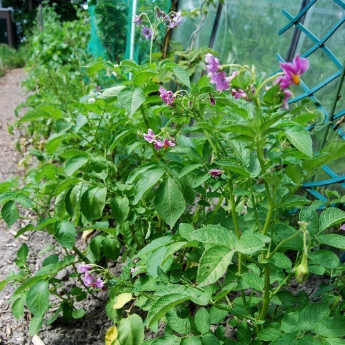 Aardappel ‘Blaue Bristen’