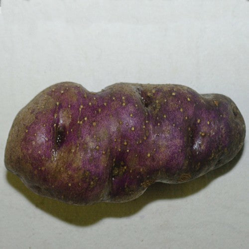 Aardappel ‘Blaue Bristen’