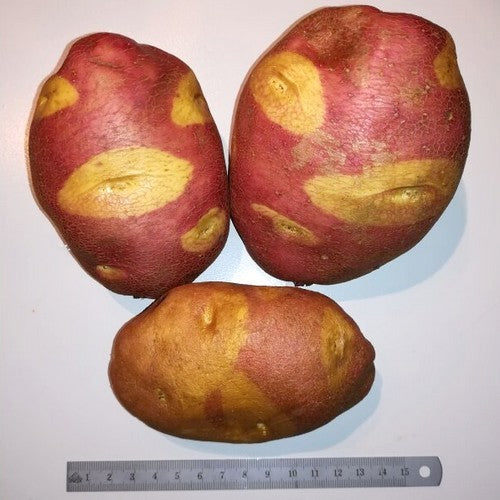Aardappel 'Red Eyes'