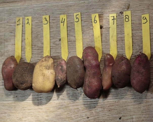 Aardappel 'sarpo Surprise'