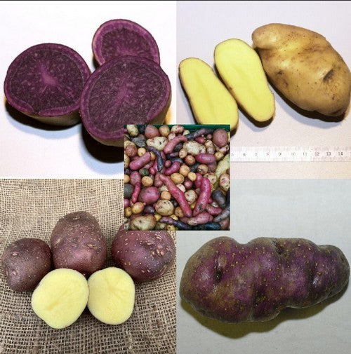 Aardappel 'TPS Field Mix'