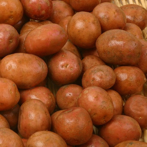 Aardappel 'Van Iwaarden' F2
