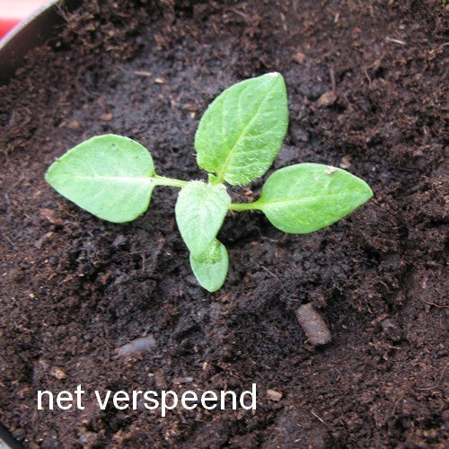 Aardappel 'Van Iwaarden' F2
