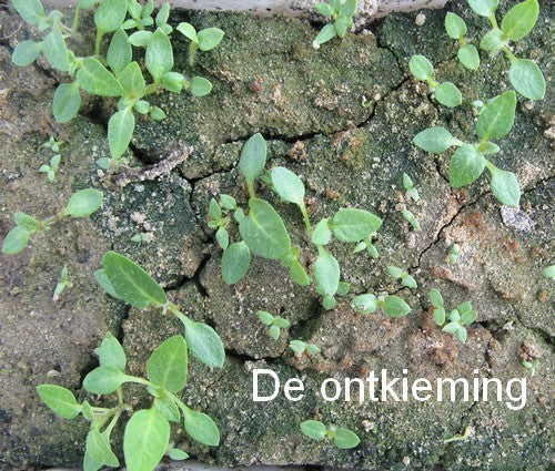 Aardappel 'Van Iwaarden' F2