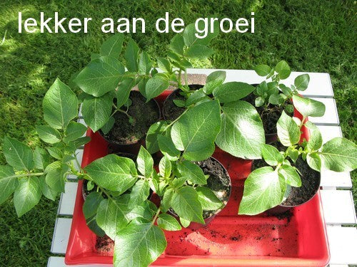 Aardappel 'Van Iwaarden' F2