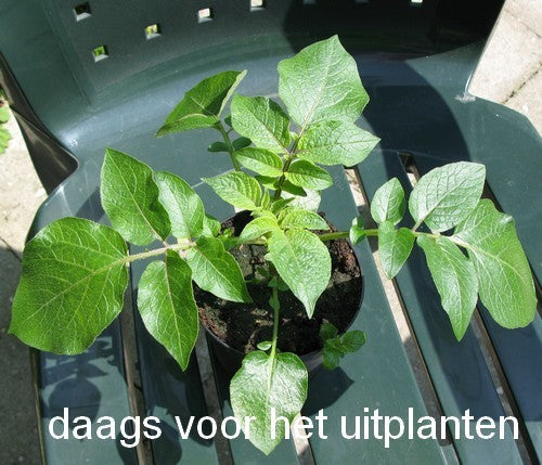 Aardappel 'Van Iwaarden' F2