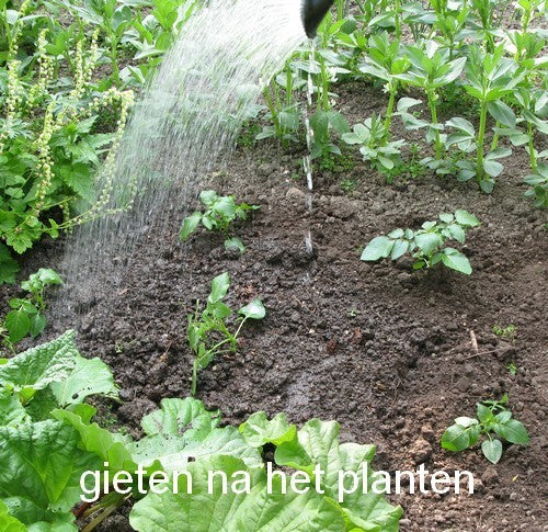 Aardappel 'Van Iwaarden' F2