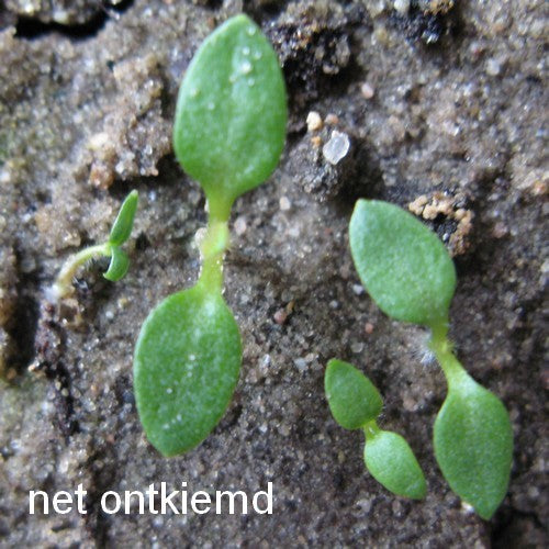 Aardappel 'Van Iwaarden' F2