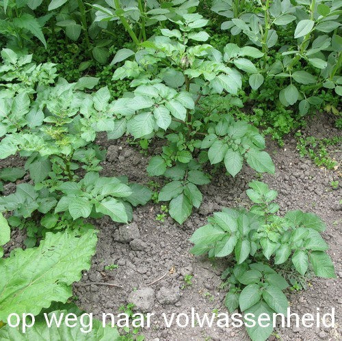 Aardappel 'Van Iwaarden' F2