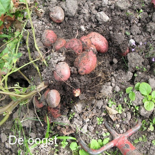 Aardappel 'Van Iwaarden' F2