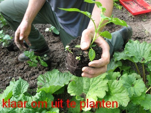 Aardappel 'Van Iwaarden' F2