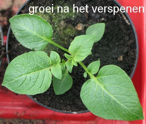 Aardappel 'Van Iwaarden' F2