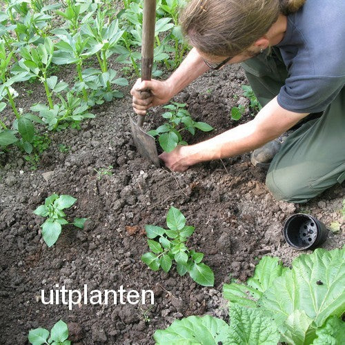 Aardappel 'Van Iwaarden' F2