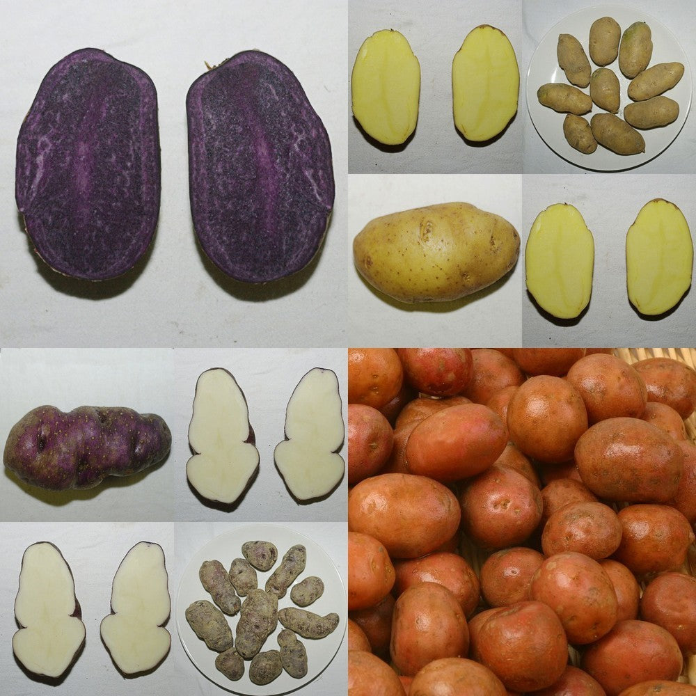 Aardappel Collectie van 4 Zaai-Aardappelen