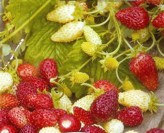 Bosaardbei 'Alpine Red & White'