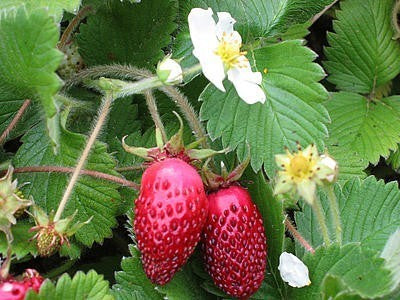 Bosaardbei 'Alpine Red & White'
