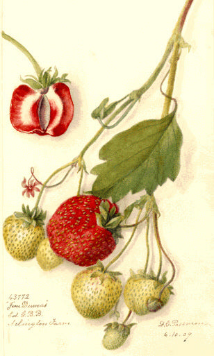 Alpine Strawberry 'Baron Von Solemacher'
