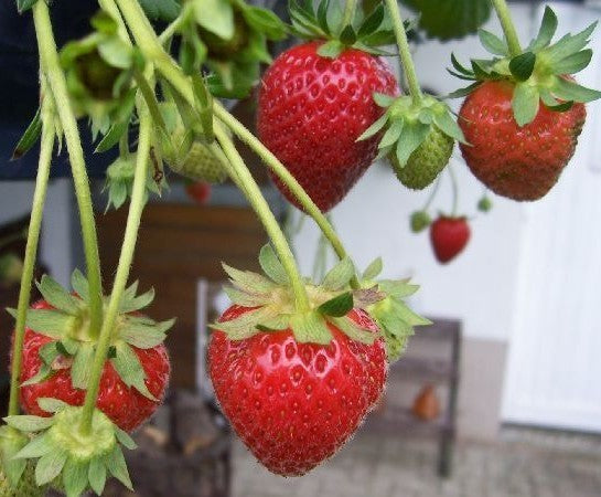 Doordragende Aardbei 'Elan' F1 / 'Golan' F1