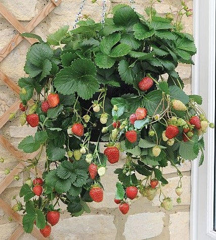 Doordragende Aardbei 'Elan' F1 / 'Golan' F1