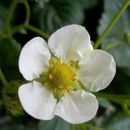 Doordragende Aardbei 'Elan' F1 / 'Golan' F1