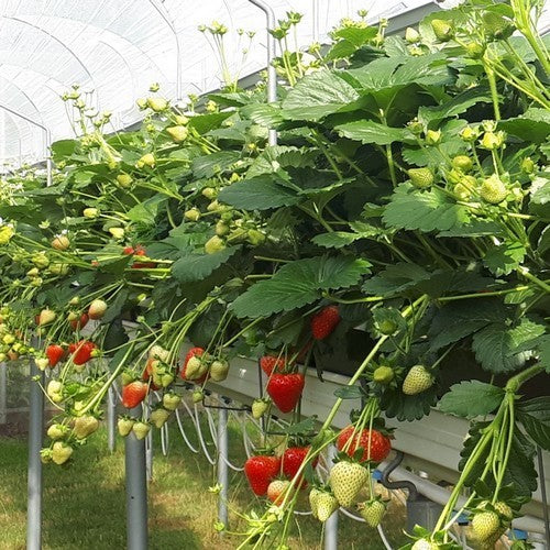 Doordragende Aardbei 'Estavana' F1
