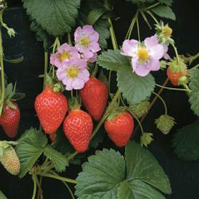 Aardbeien 'Florian' F1