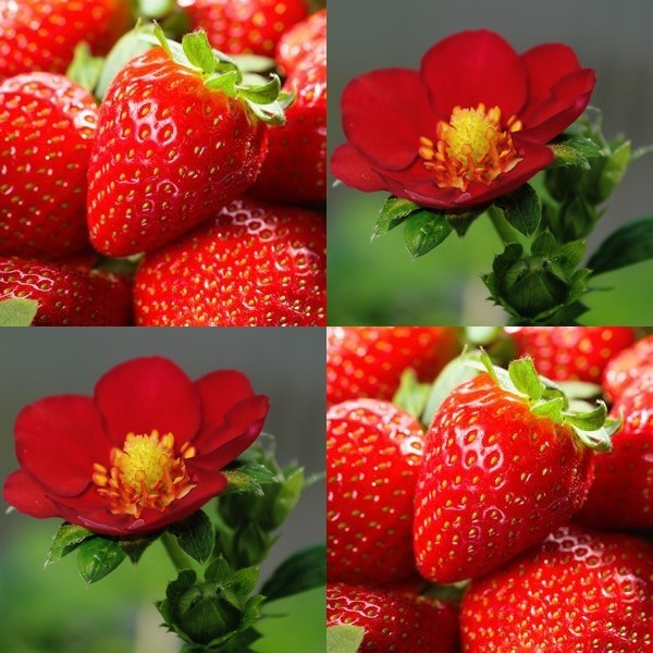Strawberry 'Ruby Ann' F1