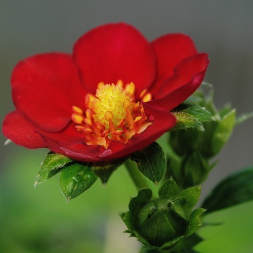 Strawberry 'Ruby Ann' F1