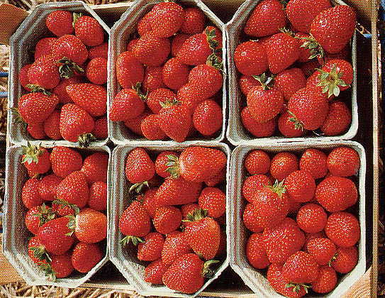 Aardbeien 'sarian' F1 / 'Delician' F1