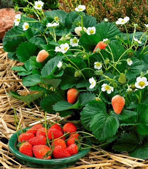 Aardbeien 'sarian' F1 / 'Delician' F1