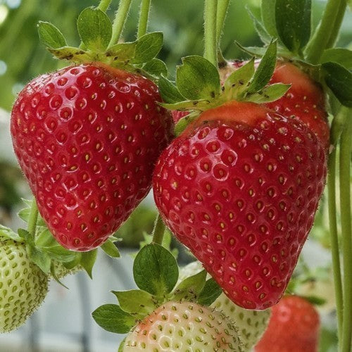 Aardbei Jaarrond 'Soraya' F1