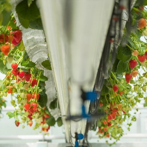 Aardbei Jaarrond 'Soraya' F1
