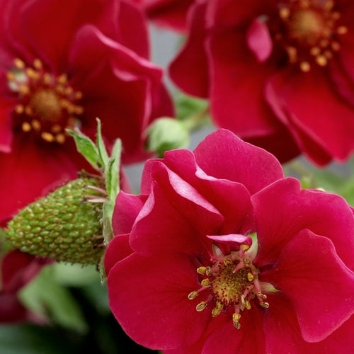 Aardbeien 'summer Breeze Rose' F1