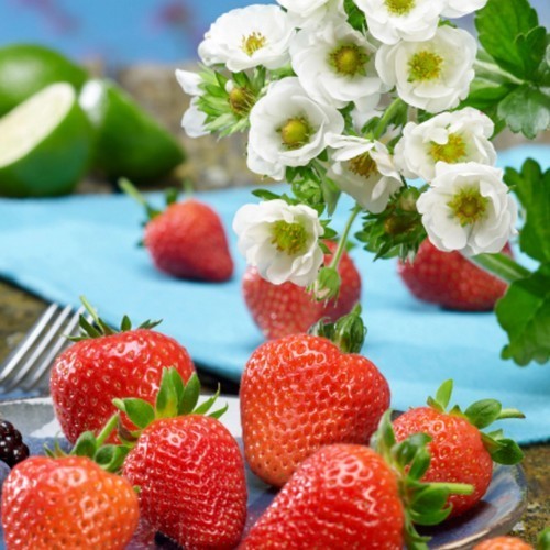 Aardbeien 'summer Breeze Snow' F1
