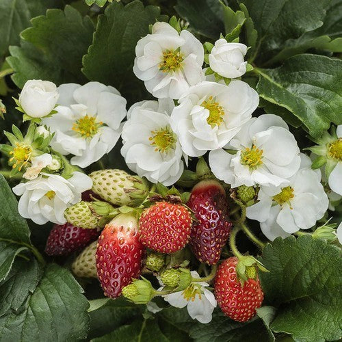 Aardbeien 'summer Breeze Snow' F1