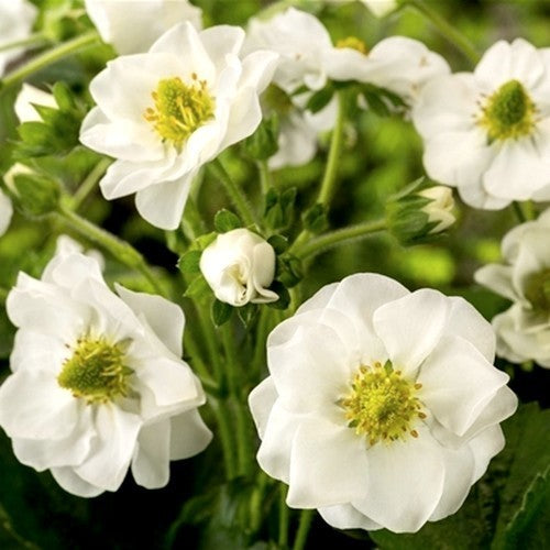Aardbeien 'summer Breeze Snow' F1