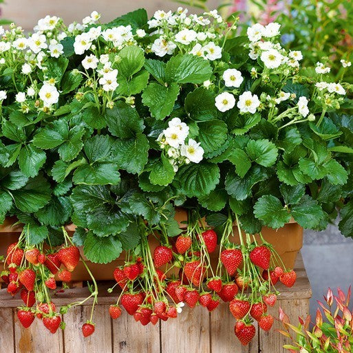 Aardbeien 'summer Breeze Snow' F1