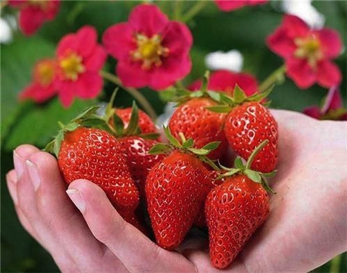 Strawberry 'Toscana' F1
