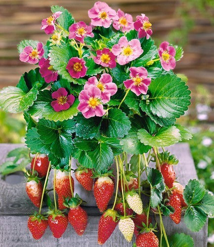 Strawberry 'Toscana' F1