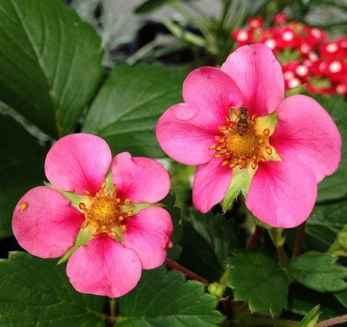Strawberry 'Toscana' F1