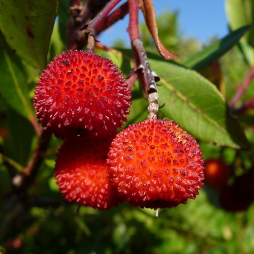 Aardbeiboom