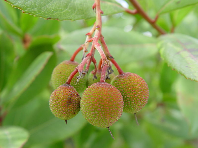 Aardbeiboom
