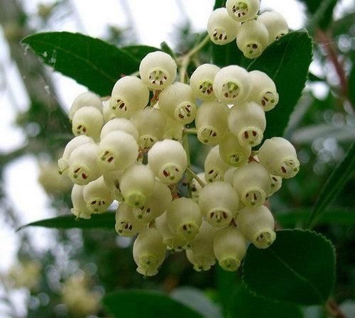 Aardbeiboom