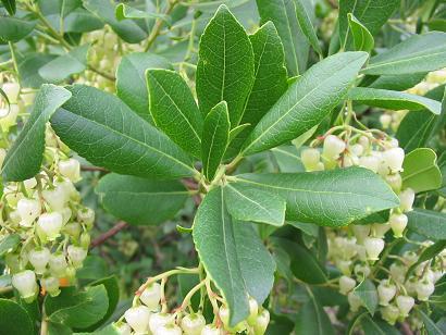 Aardbeiboom