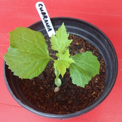 Aardbeiboom, Chinese