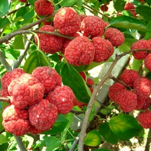Aardbeiboom, Chinese
