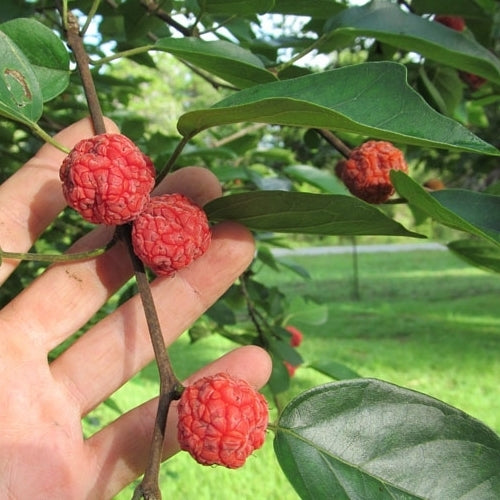 Aardbeiboom, Chinese