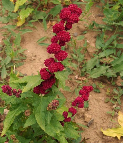 Aardbeimelde